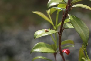 Edoardo Ridolfi - Macro      